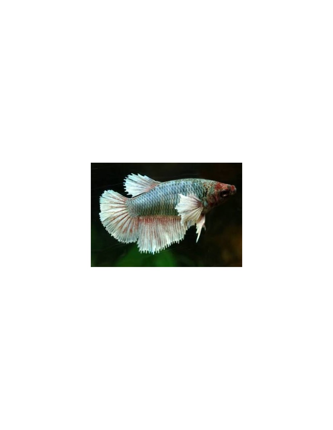 AQUARIUMSHOP Betta Dumbo Ear Female M μόνο με 8.00