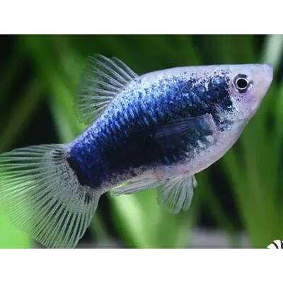 Platy Neon Blue Tuxedo