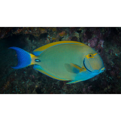 Acanthurus Dussumieri M