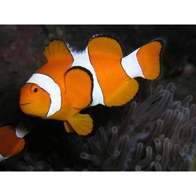 Amphiprion Ocellaris