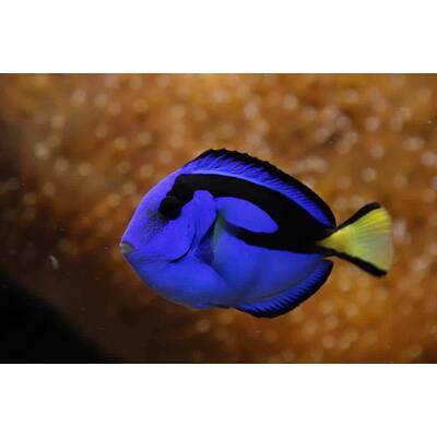 Paracanthurus  Hepatus S