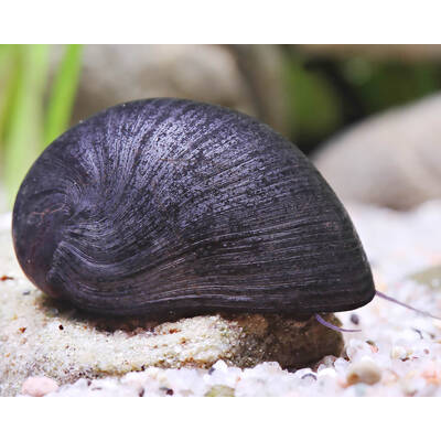 Neritina Puligera Snail