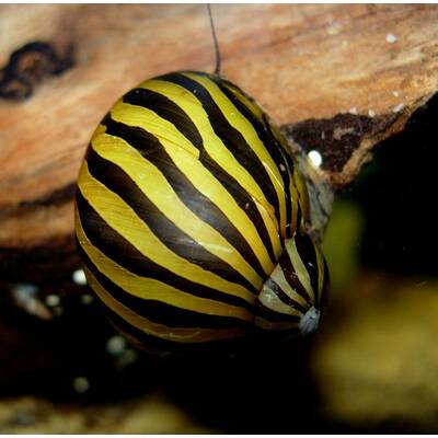 Zebra Snail M