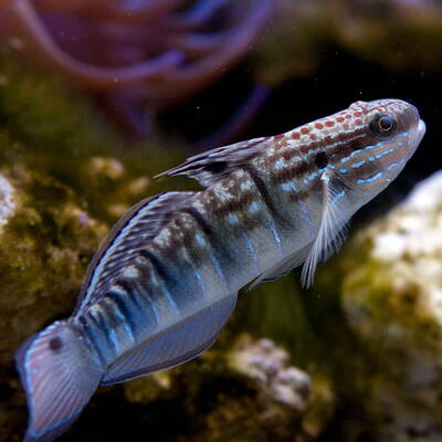 Amblygobius Phalaena M