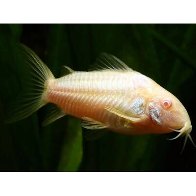 Corydoras Albino