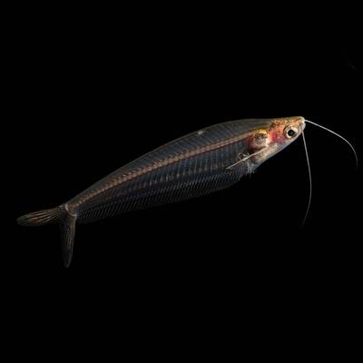 Glass Catfish 4-6cm