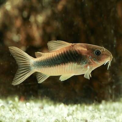 Corydoras Bronze