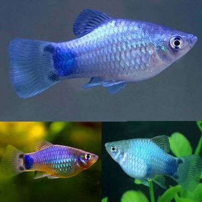 Platy Blue (Mickey Mouse)