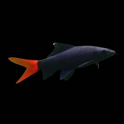 Rainbow Shark