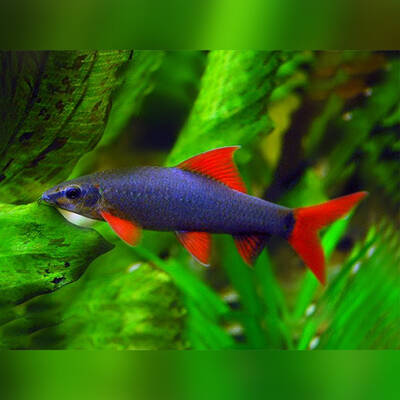 Rainbow Shark