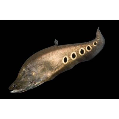 Clown Knifefish  (chitala) 8-10cm