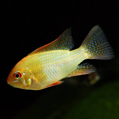 Mikrogeophagus Ramirezi Gold M