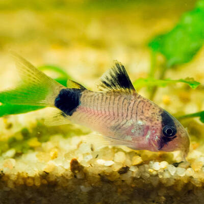 Corydoras Panda