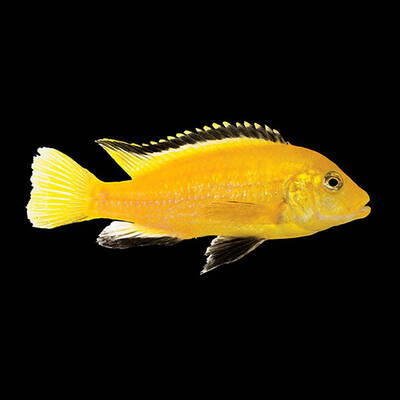 Labidochromis Caeruleus 3-5 cm