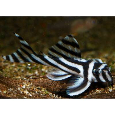 Hypancistrus Zebra L046