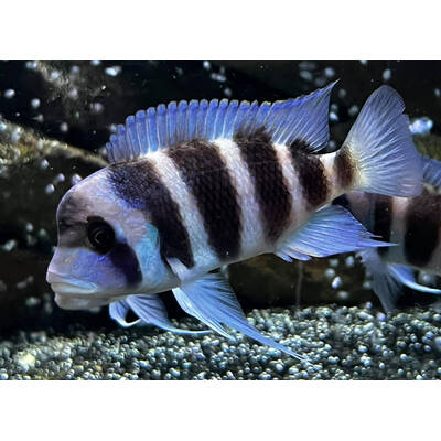 Cynotilapia Frontosa 8-9 cm