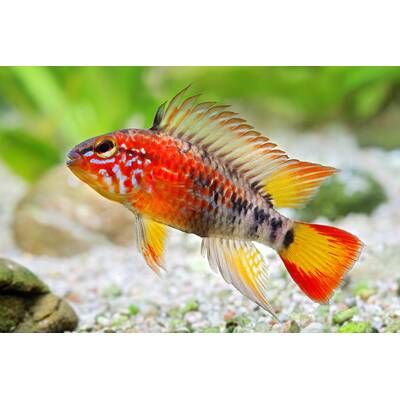 Apistogramma Macmasteri  3-4cm