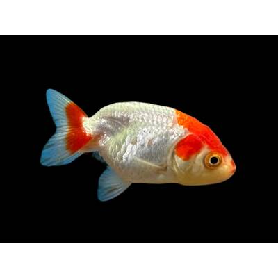 Ranchu Red White 8-9cm