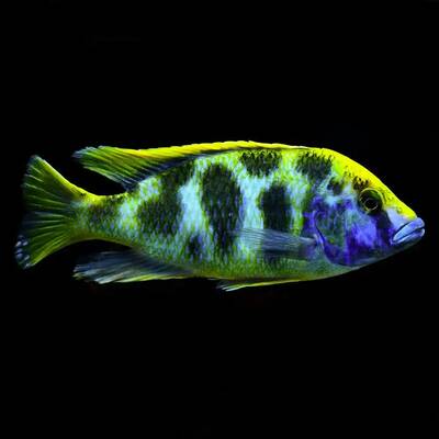 Nimbochromis Venustus 4.5-5cm