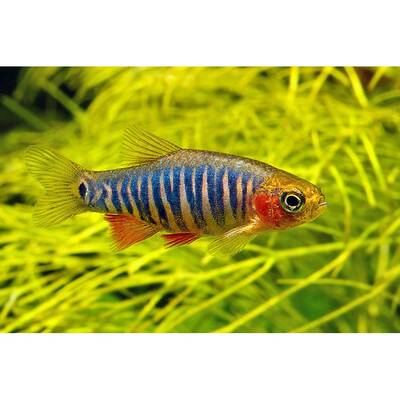 Danio Erythromicron