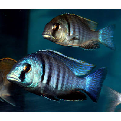 Placidochromis Electra 8-9cm