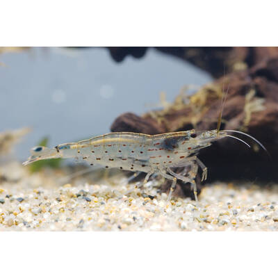 Caridina Japonica L