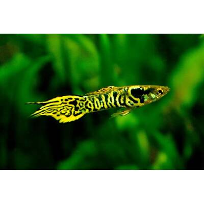 Poecilia Wingei Tiger (M/F)