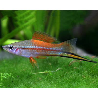 Xiphophorus Helleri Neon