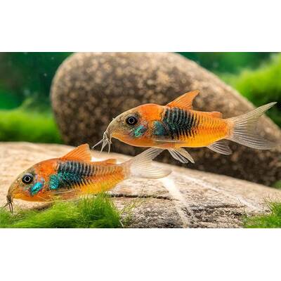 Corydoras Venezuela Orange