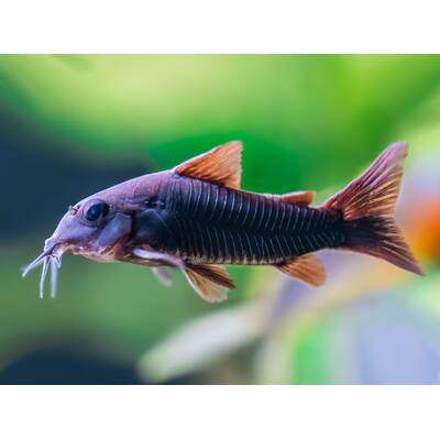 Corydoras Venezuela Black