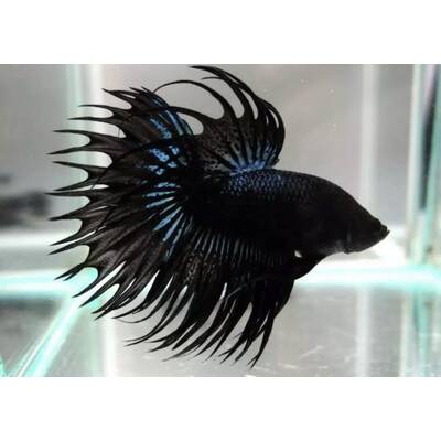 Betta Crowntail Black Male XL