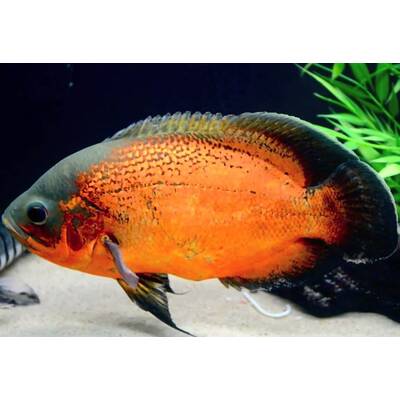 Astronotus Ocellatus Red 5-6cm