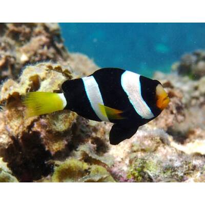 Amphiprion Milii (Bred)