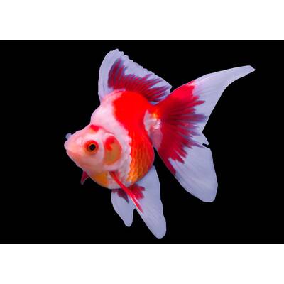 Carassius Auratus Ryukin Red/white 8-10cm