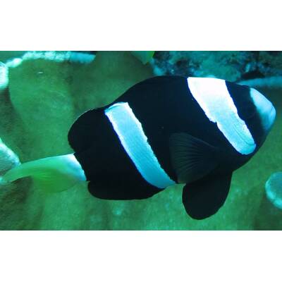 Amphiprion clarkii (Black) - DJM Bred