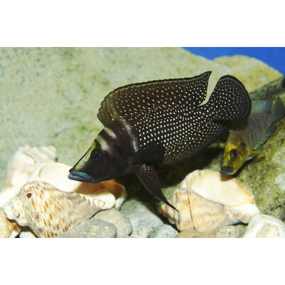 Altolamprologus Calvus Black