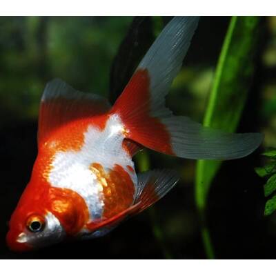 Carassius Auratus Red/White 5-6cm