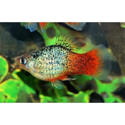 Platy Blue Spotted Redtail M