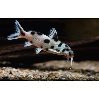 Synodontis Polli White