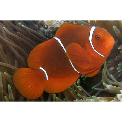 Amphiprion Biaculeatus Snowflake Bull Head