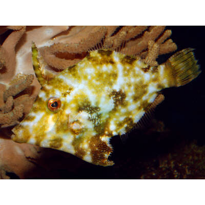 Acreichthys Tomentosus S