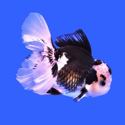 Carassius Auratus Lion Head Panda 8-10cm