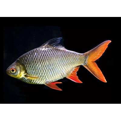 Tinfoil Barb Gold 25-28cm