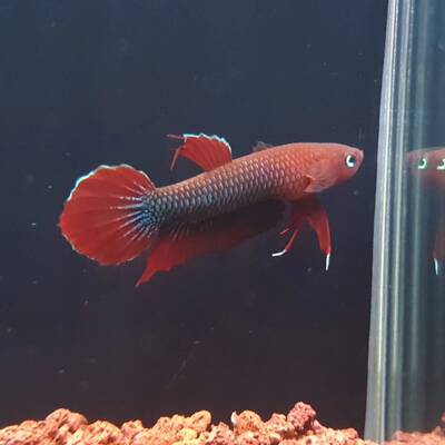 Betta Api Api Jade L