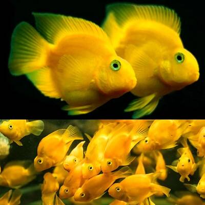 Cichlid Parrot Yellow M/L