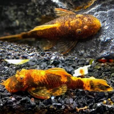 Ancistrus Gold Black 3-3.2cm