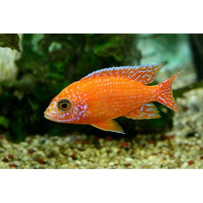 Aulonocara Red Dragon 6-7cm