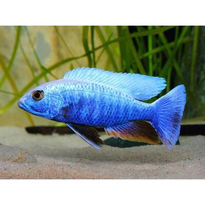 Haplochromis Jacksoni /Ahli 6-7cm