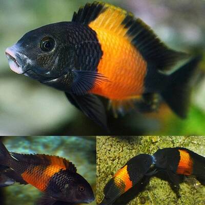 Tropheus Moorii Orange 3.5-4cm