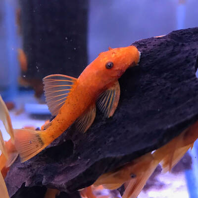 Ancistrus Super Red 2.5-3cm